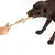 Dog playing with a rope chew toy held by a hand.