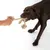 Hund leger med et robust reb-legetøj, der holdes af en hånd. Velegnet til trække- og tyggeaktiviteter.