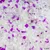 Vue rapprochée de granulés translucides blancs et violets, sans marque ni texte visible.