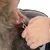 Attache d’une laisse en métal à un harnais ou collier rouge sur un chien à poils longs, mains humaines visibles tenant les anneaux et le mousqueton.