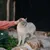 Virbac Veterinary Cat Early Kidney & Joint KJ1 Virbac Veterinary Cat Early Kidney & Joint KJ1