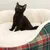 Schwarze Katze sitzt in einem weissen, flauschigen Haustierbett mit kariertem Rand.