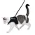 Gatto bianco con macchie grigie che indossa una pettorina nera con la scritta 'Gentleman' ed è tenuto al guinzaglio.