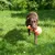 Hond speelt met een oranje bal in de tuin.
