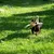 Hund leger med et gul-grønt mønstret knudelegetøj på en græsplæne.