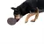 Dog playing with a brown toy shaped like a pine cone.