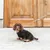 Petit chien à poil long portant un pull noir en laine et une laisse bleue, assis devant une porte en bois.