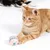 Gato rojo juega con una pelota de tela colorida y trenzada. Al fondo se ve otro gato y una pelota similar.