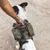 Hund trägt eine olivgrüne Nomad Tales Hundetasche mit Griff und mehreren Taschen, während eine Person den Griff hält.