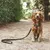 Hund mit braunem Geschirr und schwarzer Leine auf einem Waldweg.