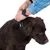 Bruine hond met zwarte halsband die door een hand wordt aangepast.