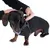 Person befestigt ein schwarzes Hundegeschirr mit silbernen Schnallen an einem kleinen Hund. Demonstration der korrekten Anwendung des Geschirrs.