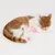 Chat roux et blanc couché, tenant un jouet en tissu blanc avec une plume rose visible. Aucun texte ou marque n’apparaît sur l’image.