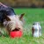 Hund trinkt aus rotem Napf neben einer silbernen Trinkflasche auf einer Wiese.