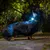 Chien avec collier lumineux et laisse, en promenade nocturne sur un chemin extérieur. Collier équipé d’une lumière LED visible.