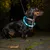 Hund mit leuchtendem LED-Halsband in Blau, geeignet für bessere Sichtbarkeit bei Dunkelheit.