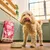 Pet standing beside a food bowl with dry pet food and a large bag of pet food in the background, demonstrating product use during mealtime.