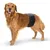 Cane con fascia addominale nera, adatta per scopi medici o igienici.