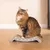 Chat assis sur un griffoir en carton ondulé gris décoré de motifs blancs, posé sur un sol en bois clair.