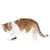 Gatto rosso e bianco gioca con un gioco sospeso a forma di insetto.