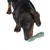 Dog playing with green plastic chew toy that promotes dental care.