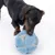 Hond speelt met een blauwe pluchen bal. Product toont gebruik van interactief speelgoed voor huisdieren.