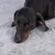 Dog lying on a grey, soft surface. Product shows comfort and material quality.