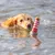 Hund schwimmt im Wasser und spielt mit einem rot-weiss gestreiften Wasserspielzeug in Leuchtturmform.