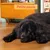 Edgard & Cooper Large Adult Dog Poulet sans céréales