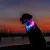 Chien portant un collier lumineux LED bleu et violet, visible dans l’obscurité en extérieur au crépuscule. Collier adapté pour la visibilité nocturne.