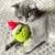 Chat gris allongé sur un tapis tenant un jouet en peluche vert avec bonnet de Noël.