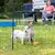 Zwei Hunde hinter einem grünen Netzzaun auf einer Wiese, mit einem orangefarbenen Spielzeug im Vordergrund.