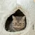 Grijze kat zit in een wit, pluizig kattenbed met grotvorm.