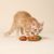 Set TIAKI familia pan de jengibre juguete para gatos