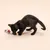Gioco per gatti TIAKI procione