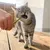 Hand hält einen Snack-Stick, während eine Katze darauf kaut. Demonstration der Nutzung eines Katzensnacks.