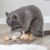 Trixie Jouet sur ressort Matatabi pour chat