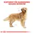 Sortiment für Rassehunde: Golden Retriever. Illustration eines Golden Retrievers mit anatomischen Markierungen.