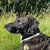Vetlando Kokolaurin Zecken- & Floh-Halsband Hunde