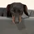 Modern Living Dog Bed – Granite Modern Living Dog Bed – Granite
