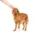 Bark zabawka dla psa A Squeaky Meat-A-Ball