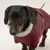 Nomad Tales Spirit Softshell-Hundemantel, burgunderrot Nomad Tales Spirit Softshell-Hundemantel, burgunderrot