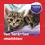 Nachfüllflakons für FELIWAY Friends