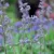 Plantes de cataire avec fleurs violettes et feuilles vertes visibles en gros plan.