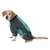 Cane con tuta intera grigio-turchese con cerniera e polsini elastici, adatta per la protezione dalle intemperie.