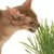 Brown cat eating fresh cat grass, close-up.