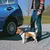 Petit chien blanc et marron avec harnais noir et laisse, tenu par une personne debout à côté d'une voiture bleue sur un parking pavé.