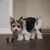 Kleiner Hund steht neben einem Futternapf und leckt sich die Schnauze, zeigt Nutzung des Napfes. Kleiner Hund steht neben einem Futternapf und leckt sich die Schnauze, zeigt Nutzung des Napfes.