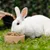 White rabbit eating from a bowl with pellets on a lawn. White rabbit eating from a bowl with pellets on a lawn.