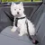 Dog with black safety harness and belt on a car seat. Demonstration of secure attachment for pets during car travel.